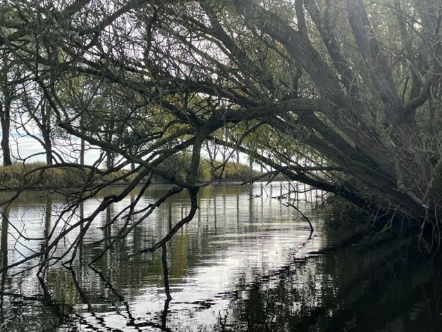 bomen hangen over het kanaal